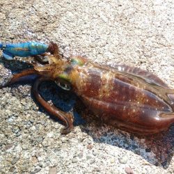 今シーズンラストエギング